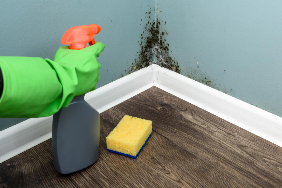 A person wearing a green rubber glove spraying black mold with a spray bottle.